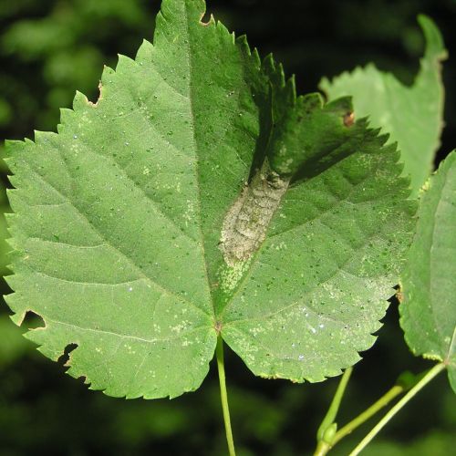 Phyllonorycter issikii