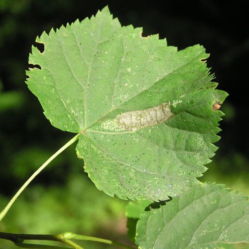 Phyllonorycter issikii