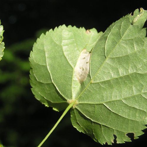 Phyllonorycter issikii