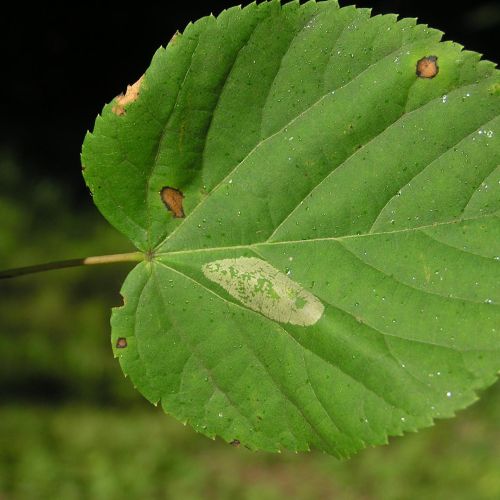 Phyllonorycter issikii