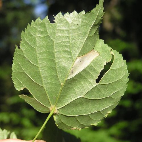 Phyllonorycter issikii