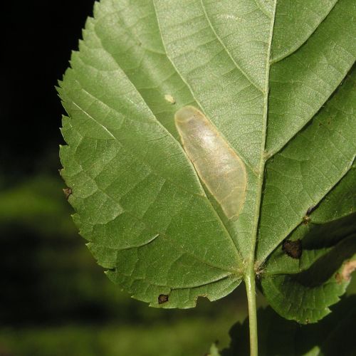 Phyllonorycter issikii