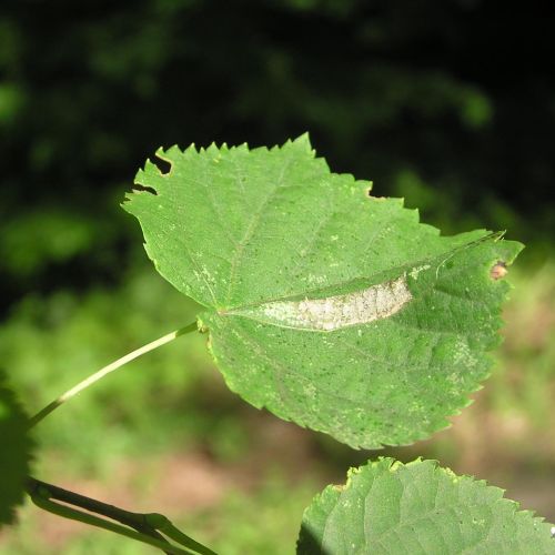 Phyllonorycter issikii