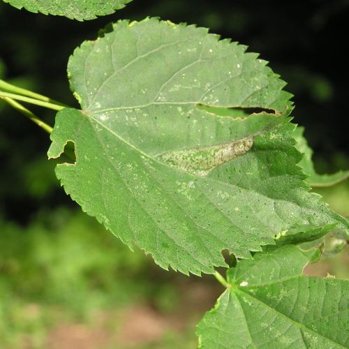 Phyllonorycter issikii