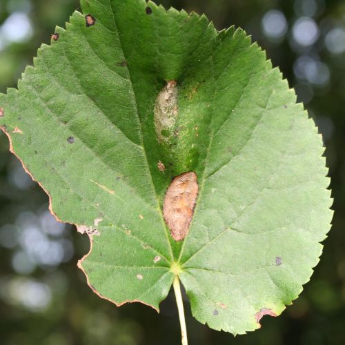 Phyllonorycter issikii