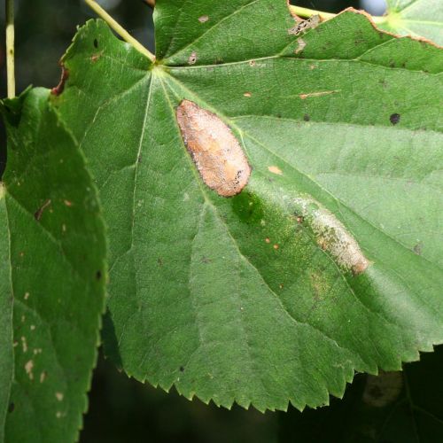 Phyllonorycter issikii