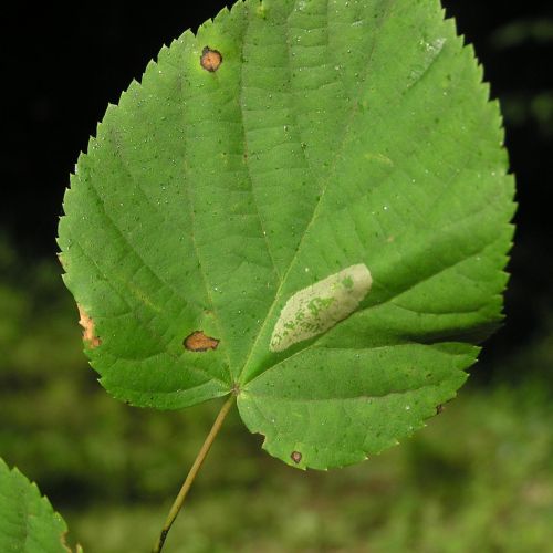 Phyllonorycter issikii