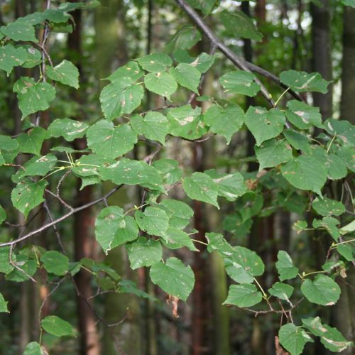 Phyllonorycter issikii