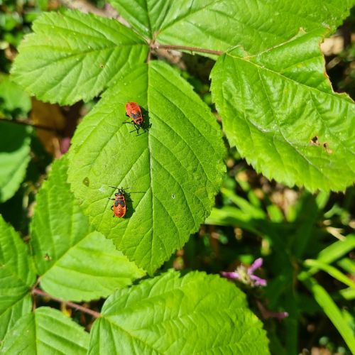 Pyrrhocoris apterus