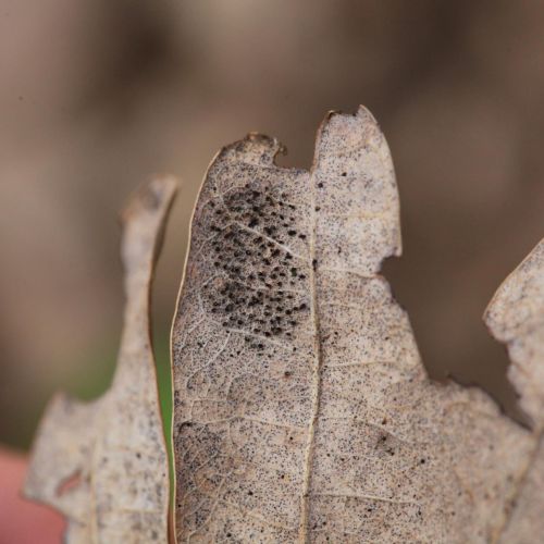 Corythucha arcuata