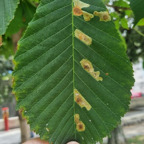 Cameraria ohridella