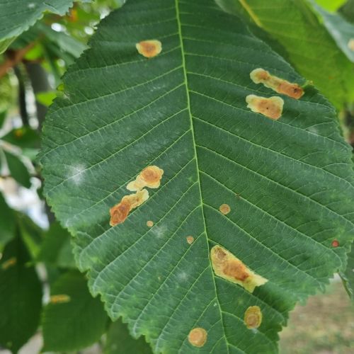 Cameraria ohridella