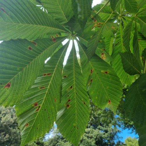 Cameraria ohridella