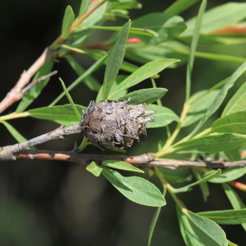 Rabdophaga rosaria