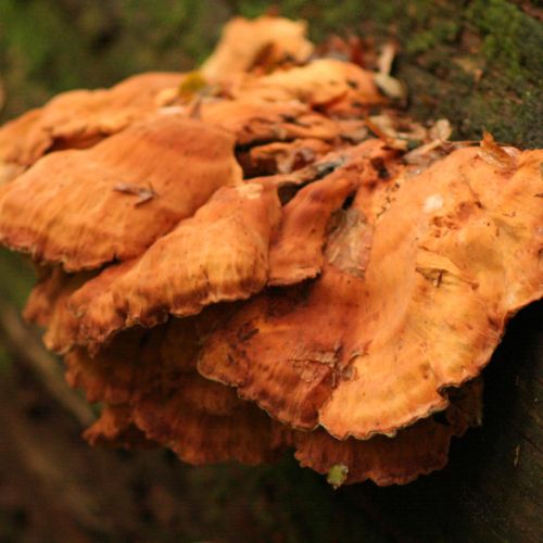 Laetiporus sulphureus 