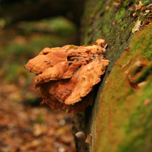 Laetiporus sulphureus 