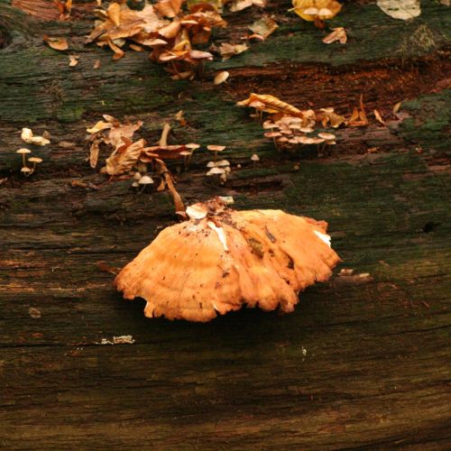 Laetiporus sulphureus 