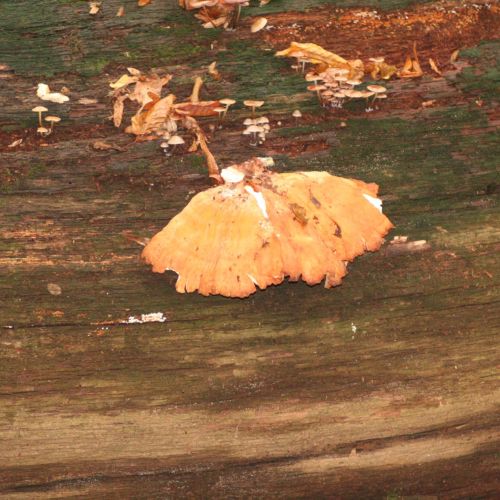 Laetiporus sulphureus 