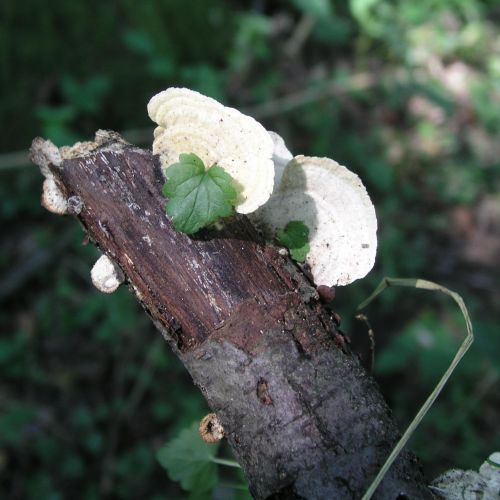 Laetiporus sulphureus 