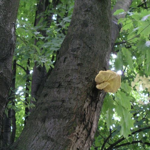 Laetiporus sulphureus 