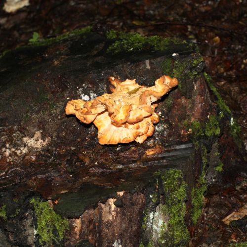 Laetiporus sulphureus 