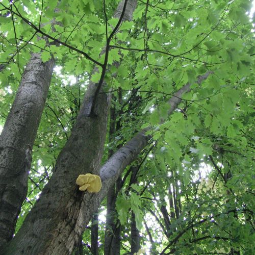 Laetiporus sulphureus 