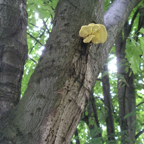 Laetiporus sulphureus 