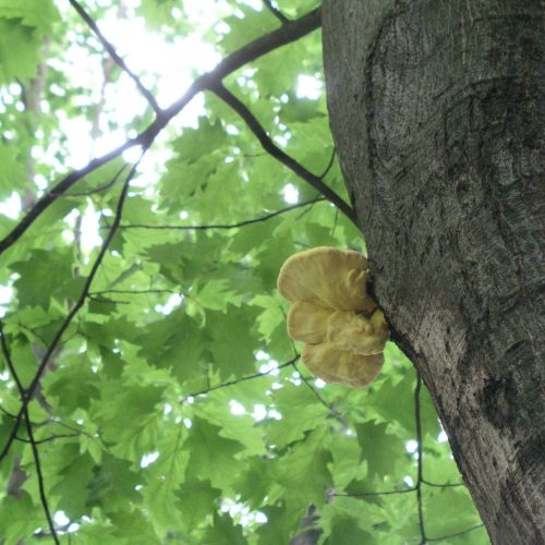 Laetiporus sulphureus 