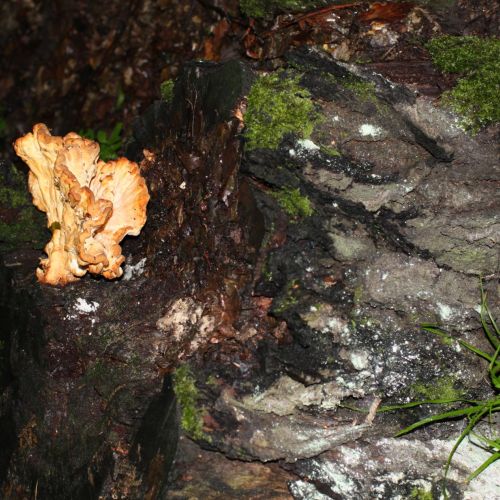 Laetiporus sulphureus 