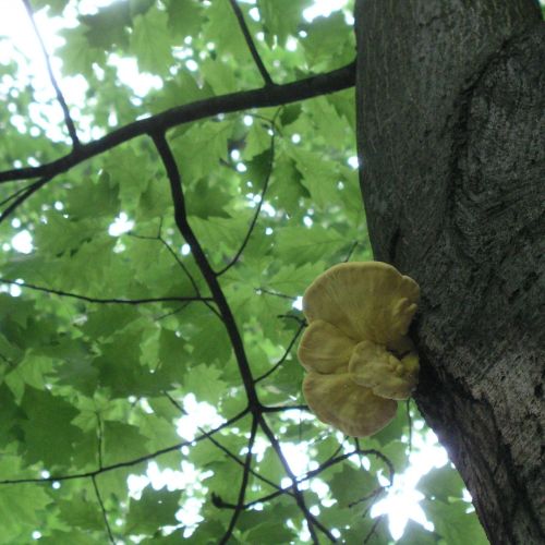 Laetiporus sulphureus 