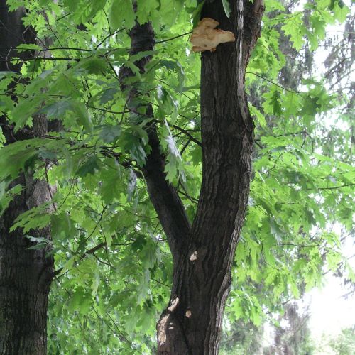 Laetiporus sulphureus 