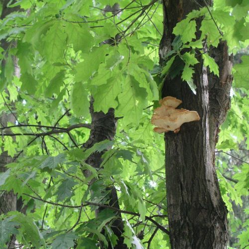 Laetiporus sulphureus 