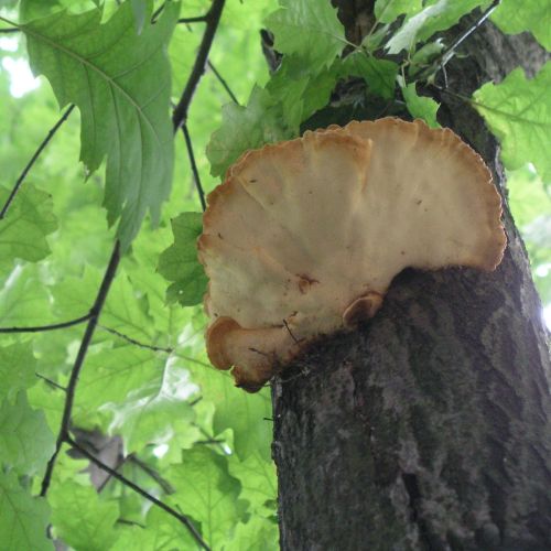 Laetiporus sulphureus 