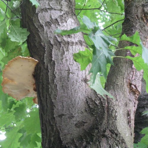 Laetiporus sulphureus 