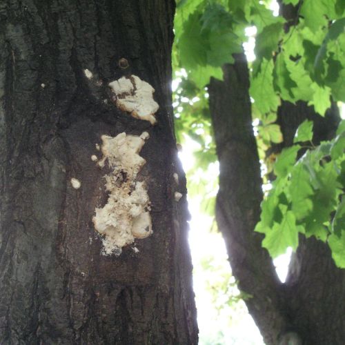 Laetiporus sulphureus 