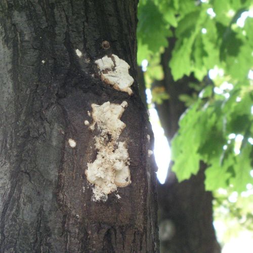 Laetiporus sulphureus 