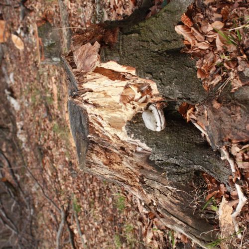 Fomes fomentarius 