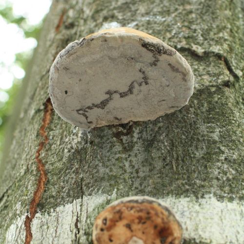 Fomes fomentarius 