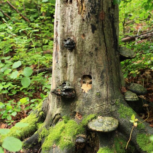 Fomes fomentarius 