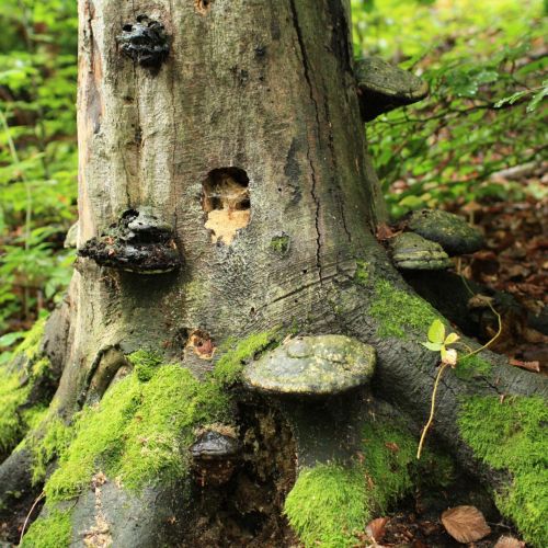 Fomes fomentarius 