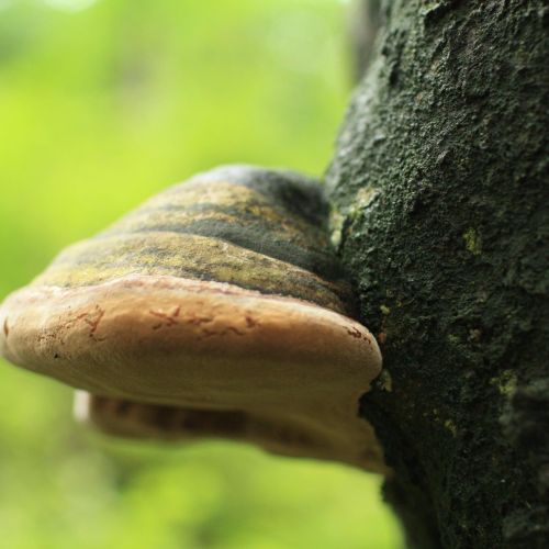 Fomes fomentarius 