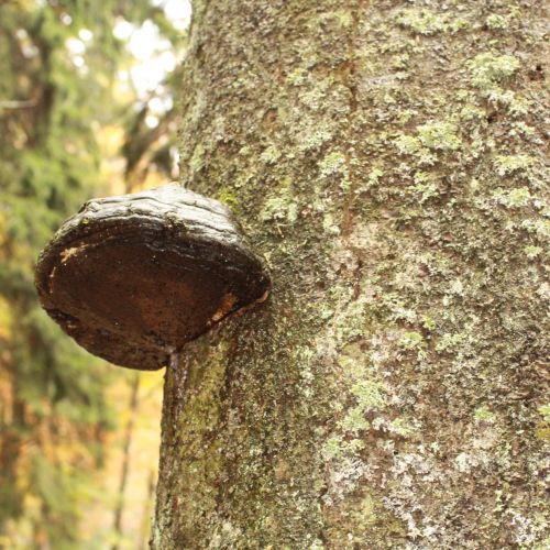 Fomes fomentarius 