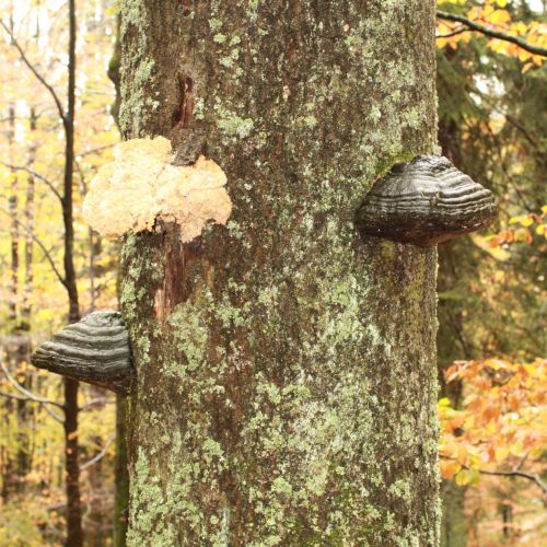 Fomes fomentarius 