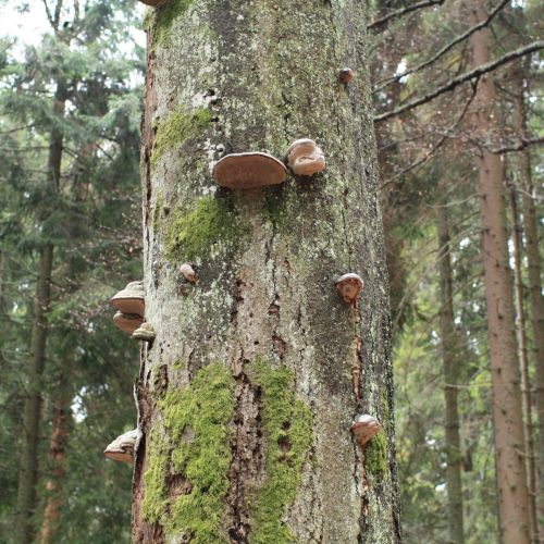 Fomes fomentarius 