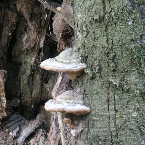 Fomes fomentarius 