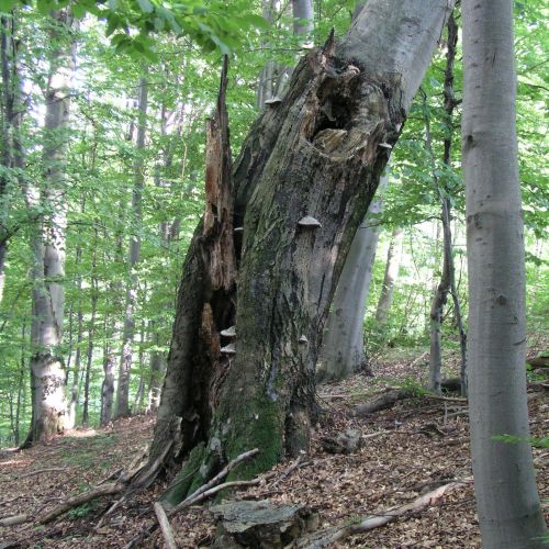 Fomes fomentarius 