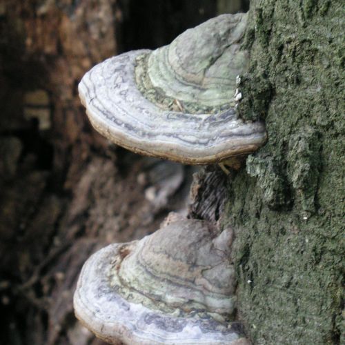 Fomes fomentarius 