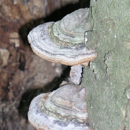 Fomes fomentarius 