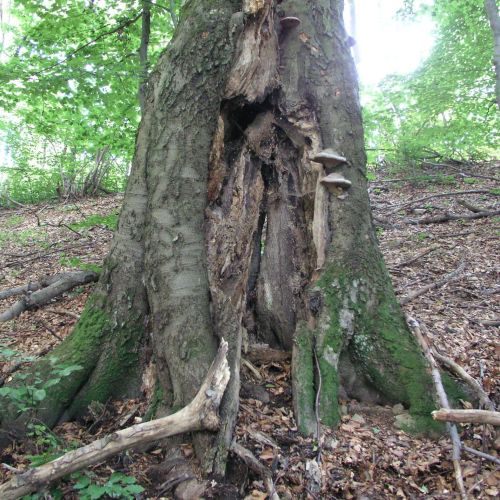 Fomes fomentarius 