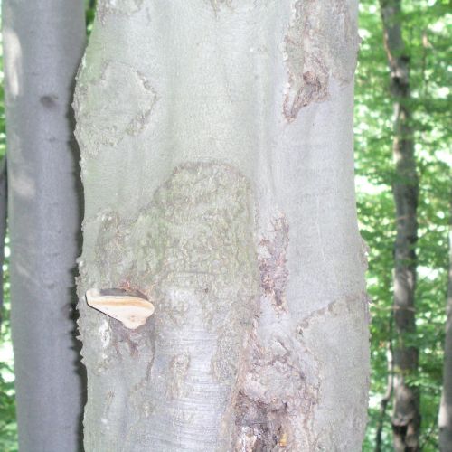 Fomes fomentarius 